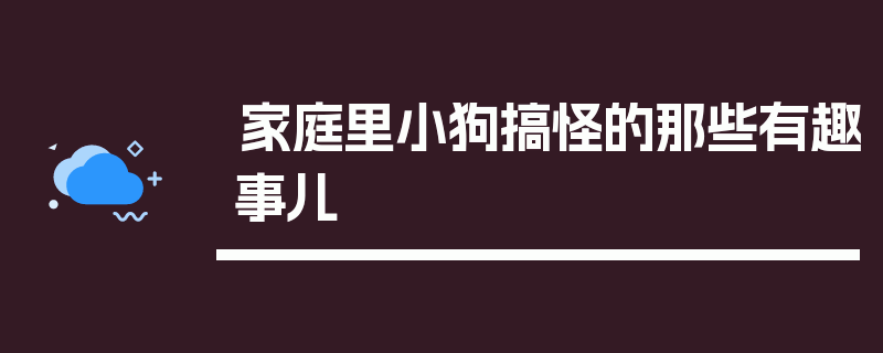 家庭里小狗搞怪的那些有趣事儿